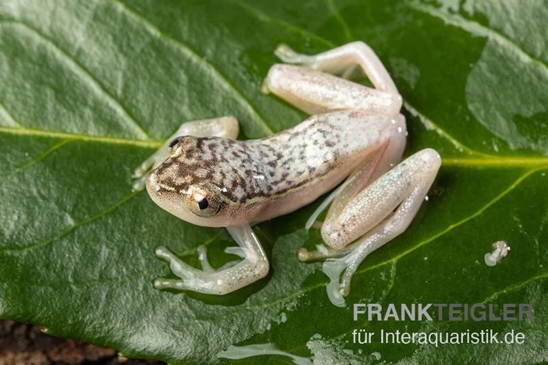 Gelbpunktriedfrosch, Heterixalus alboguttatus Gelbpunktriedfrosch, Heterixalus Alboguttatus -Container Haustiere Geschäft Gelbpunktriedfrosch Heterixalus alboguttatus 1