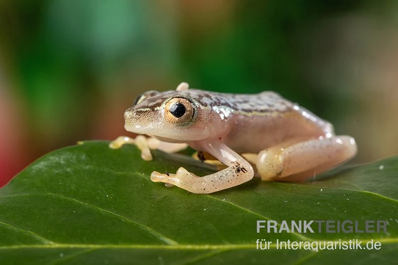 Gelbpunktriedfrosch, Heterixalus alboguttatus Gelbpunktriedfrosch, Heterixalus Alboguttatus -Container Haustiere Geschäft Gelbpunktriedfrosch Heterixalus alboguttatus 2