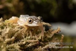 Gelbpunktriedfrosch, Heterixalus Alboguttatus 4 Gelbpunktriedfrosch, Heterixalus Alboguttatus -Container Haustiere Geschäft Gelbpunktriedfrosch Heterixalus alboguttatus 3
