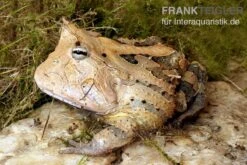 Gemalter Hornfrosch (red), Ceratophrys Cornuta 5 Gemalter Hornfrosch (red), Ceratophrys Cornuta -Container Haustiere Geschäft Gemalter Hornfrosch Ceratophrys cornuta 1