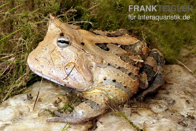 Gemalter Hornfrosch (red), Ceratophrys cornuta Gemalter Hornfrosch (red), Ceratophrys Cornuta -Container Haustiere Geschäft Gemalter Hornfrosch Ceratophrys cornuta 1