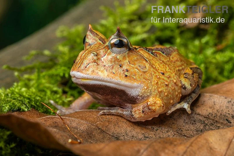 Gemalter Hornfrosch (red), Ceratophrys cornuta Gemalter Hornfrosch (red), Ceratophrys Cornuta -Container Haustiere Geschäft Gemalter Hornfrosch Ceratophrys cornuta 1 1