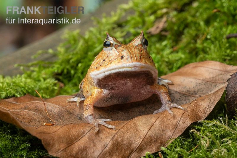 Gemalter Hornfrosch (red), Ceratophrys cornuta Gemalter Hornfrosch (red), Ceratophrys Cornuta -Container Haustiere Geschäft Gemalter Hornfrosch Ceratophrys cornuta 2