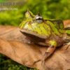 Gemalter Hornfrosch (grün), Ceratophrys Cornuta Green -Container Haustiere Geschäft Gemalter Hornfrosch gruen Ceratophrys cornuta green 1