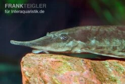 Gemeiner Bartwels, Sturisoma Barbatum -Container Haustiere Geschäft Gemeiner Bartwels Sturisoma barbatum 1
