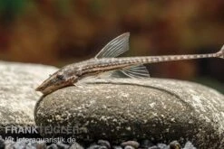 Gemeiner Bartwels, Sturisoma Barbatum -Container Haustiere Geschäft Gemeiner Bartwels Sturisoma barbatum neu 2