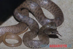 Geoffroy-Renner, Platyceps Florulentus -Container Haustiere Geschäft Geoffroy Renner Platyceps florulentus 3