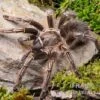 Gestreifte Guatemala-Vogelspinne, Aphonopelma Seemanni 1 Gestreifte Guatemala-Vogelspinne, Aphonopelma Seemanni -Container Haustiere Geschäft Gestreifte Guatemala Vogelspinne Aphonopelma seemanni 1
