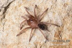 Gestreifte Guatemala-Vogelspinne, Aphonopelma Seemanni -Container Haustiere Geschäft Gestreifte Guatemala Vogelspinne Aphonopelma seemanni Spiderling