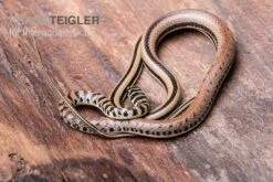 Gestreifte Sumpfschlange, Psammophis Praeornatus -Container Haustiere Geschäft Gestreifte Sumpfschlange Psammophis praeornatus 2