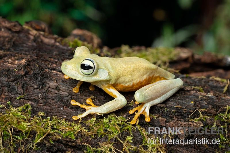 Gestreifter Laubfrosch, Hyla crepitans Gestreifter Laubfrosch, Hyla Crepitans -Container Haustiere Geschäft Gestreifter Laubfrosch Hyla crepitans2 1