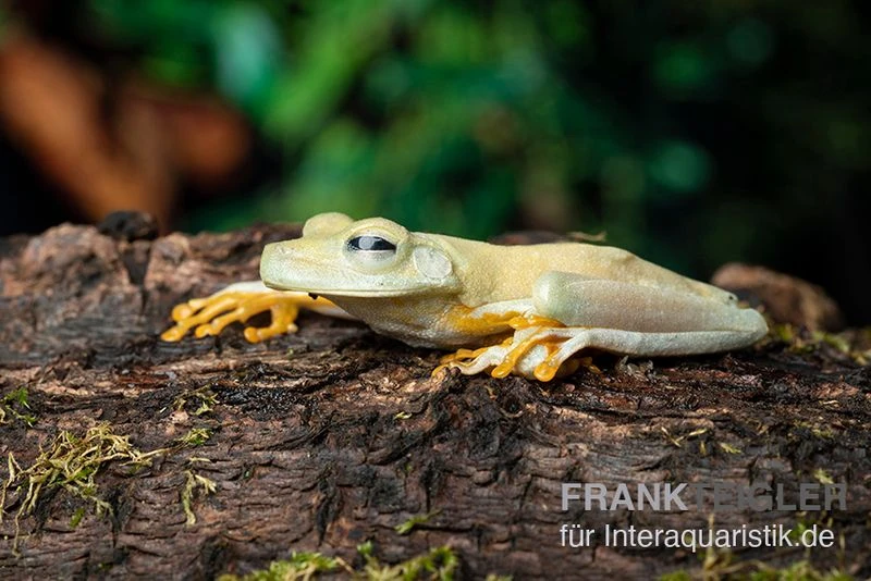 Gestreifter Laubfrosch, Hyla crepitans Gestreifter Laubfrosch, Hyla Crepitans -Container Haustiere Geschäft Gestreifter Laubfrosch Hyla crepitans2 2