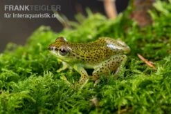 Getupfter Riedfrosch, Hyperolius Guttulatus -Container Haustiere Geschäft Getupfter Riedfrosch Hyperolius guttulatus 4