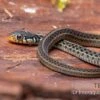 Gewöhnliche Strumpfbandnatter, Thamnophis Sirtalis -Container Haustiere Geschäft Gewoehnliche Strumpfbandnatter Thamnophis sirtalis 1