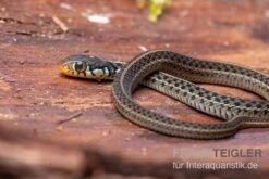 Gewöhnliche Strumpfbandnatter, Thamnophis Sirtalis