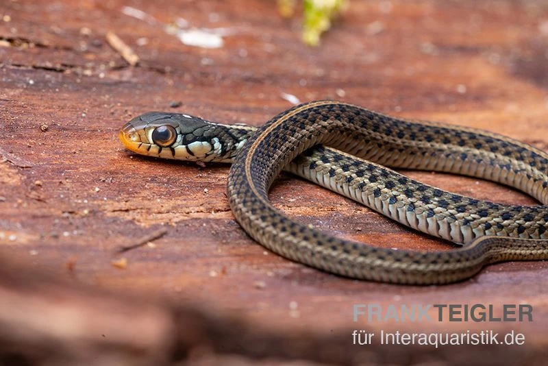 Gewöhnliche Strumpfbandnatter, Thamnophis sirtalis Gewöhnliche Strumpfbandnatter, Thamnophis Sirtalis -Container Haustiere Geschäft Gewoehnliche Strumpfbandnatter Thamnophis sirtalis 1