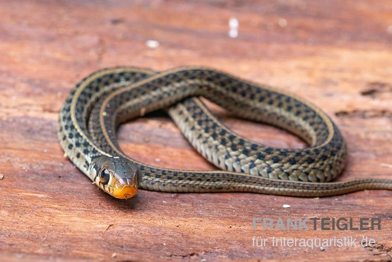 Gewöhnliche Strumpfbandnatter, Thamnophis sirtalis Gewöhnliche Strumpfbandnatter, Thamnophis Sirtalis -Container Haustiere Geschäft Gewoehnliche Strumpfbandnatter Thamnophis sirtalis 2