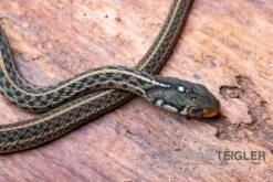 Gewöhnliche Strumpfbandnatter, Thamnophis Sirtalis 4 Gewöhnliche Strumpfbandnatter, Thamnophis Sirtalis -Container Haustiere Geschäft Gewoehnliche Strumpfbandnatter Thamnophis sirtalis 3