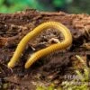 Golden-Cave-Tausendfüßer, Spiroboulus Sp. “Golden Cave” -Container Haustiere Geschäft Golden Cave Tausendfuesser Spirobolus sp Golden Cave 1