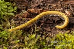 Golden-Cave-Tausendfüßer, Spiroboulus Sp. “Golden Cave” -Container Haustiere Geschäft Golden Cave Tausendfuesser Spirobolus sp Golden Cave 3