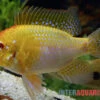 Goldener Rotkopf-Schmetterlingsbuntbarsch, Mikrogeophagus Ramirezi, -Container Haustiere Geschäft Goldener Rotkopf Schmetterlingsbuntbarsch Mikrogeophagus ramirezi paarweise 1