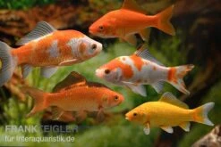 5x Goldfisch Im Mix, Carassius Auratus (Kaltwasser)
