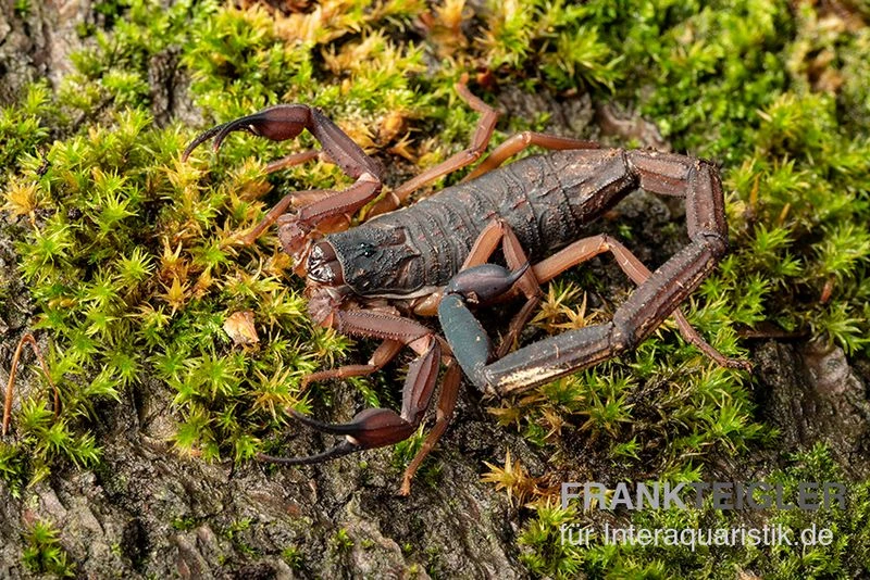 Gracilis-Skorpion, Centruroides gracilis Gracilis-Skorpion, Centruroides Gracilis -Container Haustiere Geschäft Gracilis Skorpion Centruroides gracilis 1