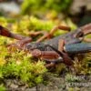 Gracilis-Skorpion, Centruroides Gracilis 2 Gracilis-Skorpion, Centruroides Gracilis -Container Haustiere Geschäft Gracilis Skorpion Centruroides gracilis 2