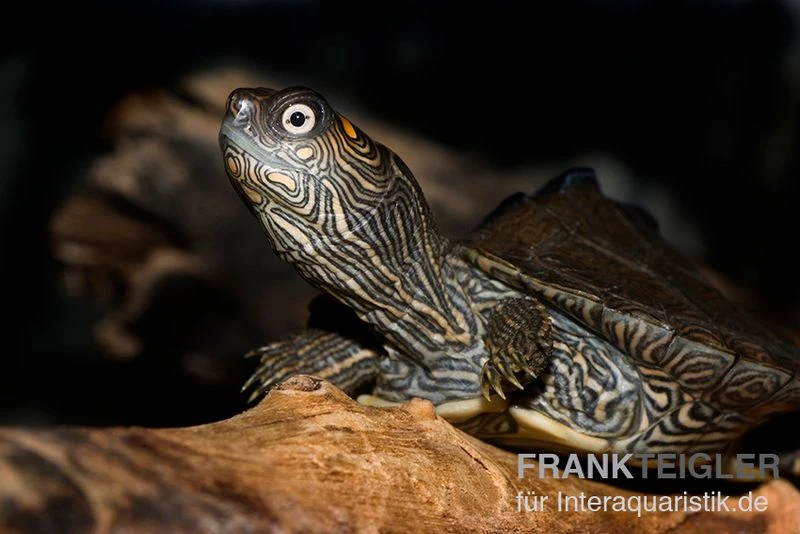 Mississippi Höckerschildkröte, Graptemys kohnii FZ Mississippi Höckerschildkröte, Graptemys Kohnii FZ -Container Haustiere Geschäft Graptemys kohnii Mississippi Hoeckerschildkroete