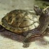 Mississippi Höckerschildkröte, Graptemys Kohnii FZ 2 Mississippi Höckerschildkröte, Graptemys Kohnii FZ -Container Haustiere Geschäft Graptemys pseudogeographica kohnii
