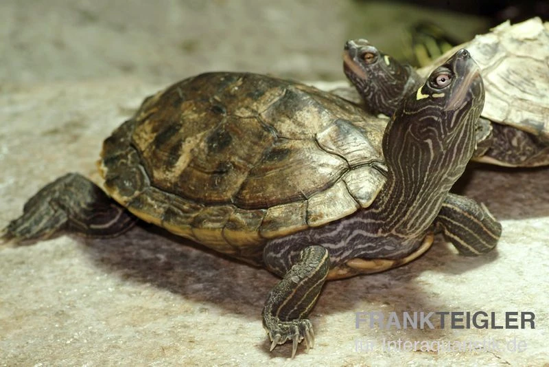 Mississippi Höckerschildkröte, Graptemys kohnii FZ Mississippi Höckerschildkröte, Graptemys Kohnii FZ -Container Haustiere Geschäft Graptemys pseudogeographica kohnii