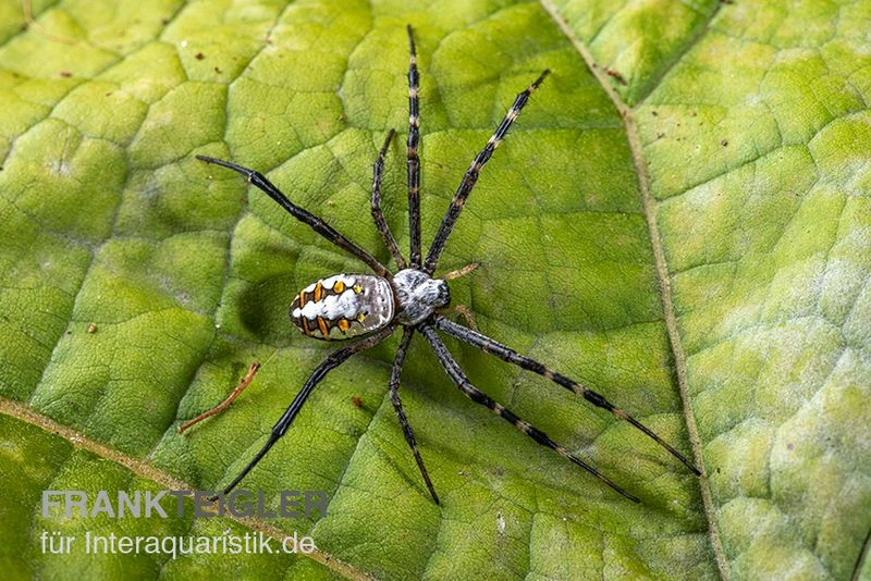 Grass Cross Spider, Argiope catenulata (Wespenspinne) Grass Cross Spider, Argiope Catenulata (Wespenspinne) -Container Haustiere Geschäft Grass Cross Spider Argiope catenulata 01