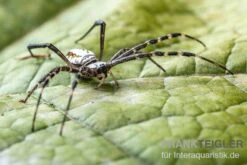 Grass Cross Spider, Argiope Catenulata (Wespenspinne) 4 Grass Cross Spider, Argiope Catenulata (Wespenspinne) -Container Haustiere Geschäft Grass Cross Spider Argiope catenulata 03