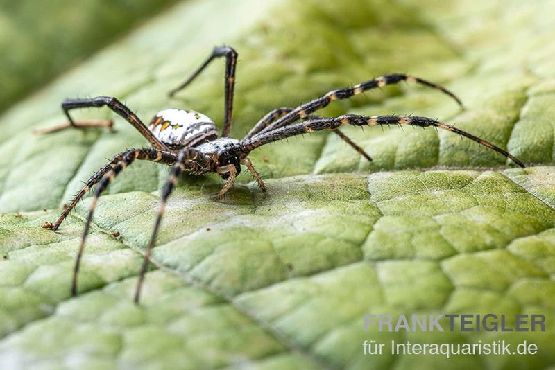 Grass Cross Spider, Argiope catenulata (Wespenspinne) Grass Cross Spider, Argiope Catenulata (Wespenspinne) -Container Haustiere Geschäft Grass Cross Spider Argiope catenulata 03