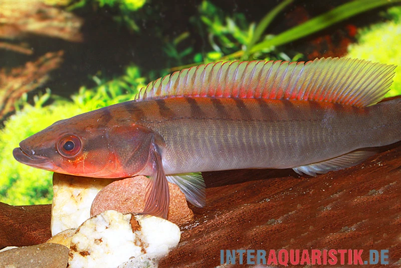 Grauer Kammbuntbarsch, Crenicichla johanna Grauer Kammbuntbarsch, Crenicichla Johanna -Container Haustiere Geschäft Grauer Kammbuntbarsch Crenicichla johanna 1