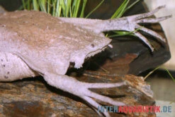 Große Wabenkröte, Pipa Pipa