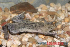 Große Wabenkröte, Pipa Pipa -Container Haustiere Geschäft Grosse Wabenkroete Pipa pipa 3