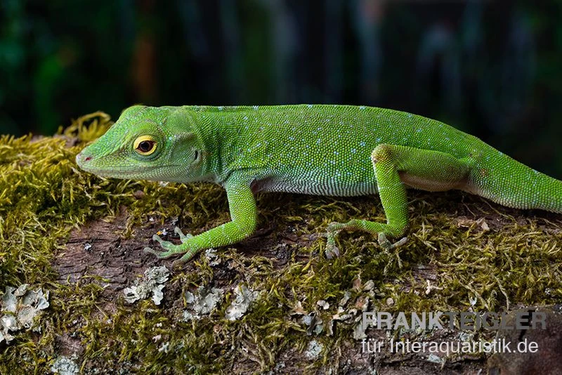 Großer Grün-Anolis, Anolis biporcatus Großer Grün-Anolis, Anolis Biporcatus -Container Haustiere Geschäft Grosser Gruen Anolis Anolis biporcatus 2