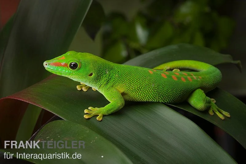 Grosser Madagaskar Taggecko, Phelsuma mad. grandis DNZ Grosser Madagaskar Taggecko, Phelsuma Mad. Grandis DNZ -Container Haustiere Geschäft Grosser Madagaskar Taggecko Phelsuma madagacariensis grandis 1