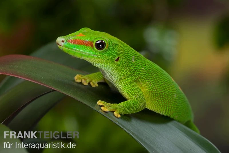 Grosser Madagaskar Taggecko, Phelsuma mad. grandis DNZ Grosser Madagaskar Taggecko, Phelsuma Mad. Grandis DNZ -Container Haustiere Geschäft Grosser Madagaskar Taggecko Phelsuma madagacariensis grandis 2