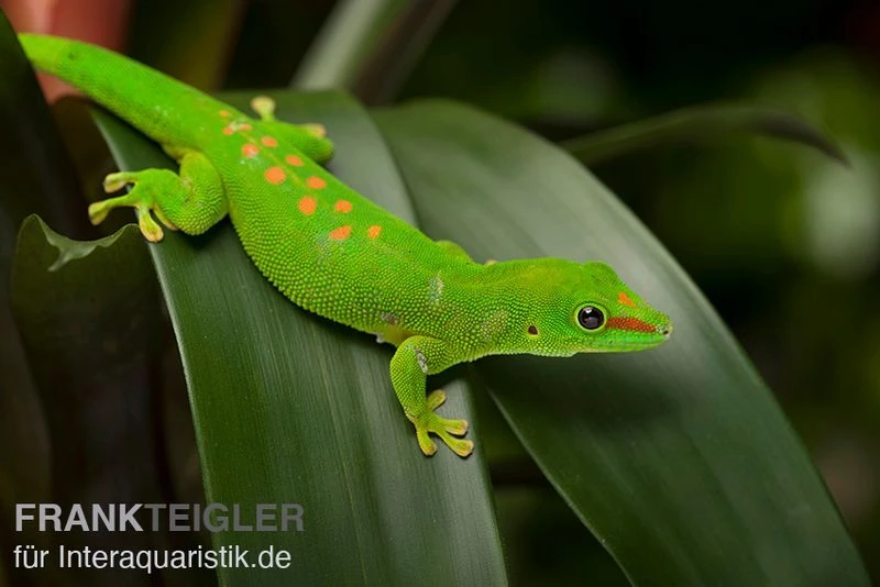 Grosser Madagaskar Taggecko, Phelsuma mad. grandis DNZ Grosser Madagaskar Taggecko, Phelsuma Mad. Grandis DNZ -Container Haustiere Geschäft Grosser Madagaskar Taggecko Phelsuma madagacariensis grandis 3