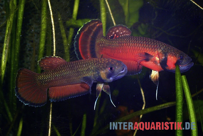 Großmaul-Kampffisch, Betta macrostoma, paarweise Großmaul-Kampffisch, Betta Macrostoma, Paarweise -Container Haustiere Geschäft Grossmaul Kampffisch Betta macrostoma 2