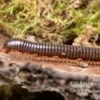 Grün Gestreifter Rotfuß-Milipede, Spirostreptus Sp. Red Legged Nigeria 1 Grün Gestreifter Rotfuß-Milipede, Spirostreptus Sp. Red Legged Nigeria -Container Haustiere Geschäft Gruen gestreifter Rotfuss Milipede Spirostreptus sp Red Legged Nigeria 2