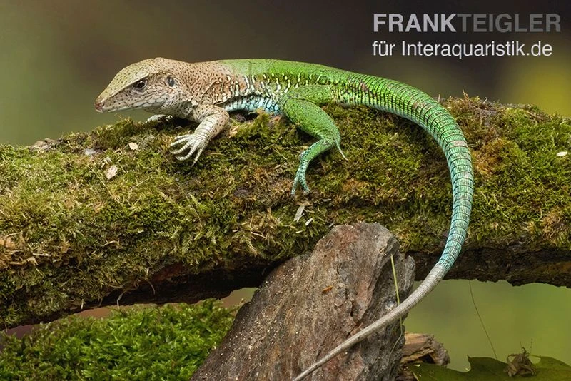 Grüne Ameive, Ameiva ameiva Grüne Ameive, Ameiva Ameiva -Container Haustiere Geschäft Gruene Ameive Ameiva ameiva 1