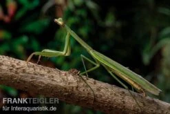 Grüne Fangheuschrecke, Green Mantis, Hierodula Patellifera -Container Haustiere Geschäft Gruene Fangheuschrecke Green Mantis Hierodula patellifera 4 jpg