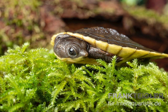 Grüne Spitzkopfschildkröte, Elseya branderhorsti Grüne Spitzkopfschildkröte, Elseya Branderhorsti -Container Haustiere Geschäft Gruene Spitzkopfschildkroete Elseya branderhorsti 2