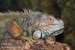 Grüner Leguan, Iguana Iguana -Container Haustiere Geschäft Gruener Leguan Iguana iguana 3