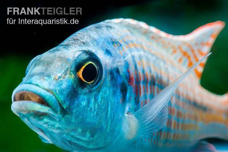Grüner Maulbrüter, Otopharynx tetrastigma, DNZ Grüner Maulbrüter, Otopharynx Tetrastigma, DNZ -Container Haustiere Geschäft Gruener Maulbrueter Otopharynx tetrastigma
