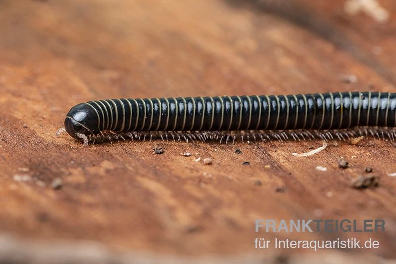 Grüner Tausendfüßer, Spirobolus sp. "Green" Grüner Tausendfüßer, Spirobolus Sp. "Green" -Container Haustiere Geschäft Gruener Tausendfuesser Spirobolus sp Green 1