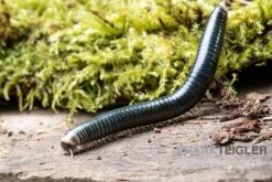 Grüngelber Tausendfüßer, Aulacobolus Sp. „Green-Yellow“ -Container Haustiere Geschäft Gruengelber Tausendfuesser Aulacobolus sp Green Yellow 3